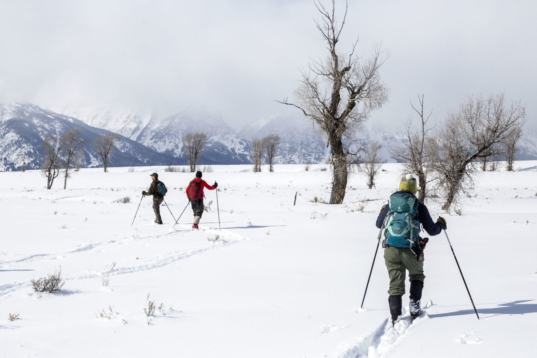 Sage grouse survey